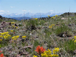Colorado Land For Sale