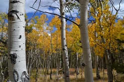 Colorado Land For Sale