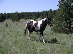 Colorado Land for Sale