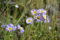 Colorado Land for Sale