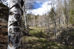 Colorado Land for Sale