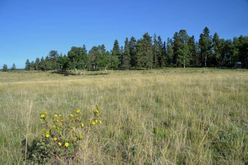 Colorado Land for Sale