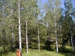Colorado Land for Sale