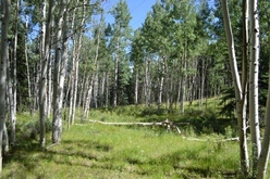Colorado Land for Sale