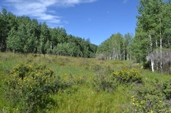 Colorado Land for Sale