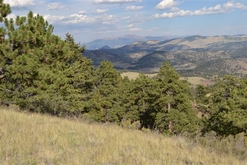 Colorado Ranches for Sale